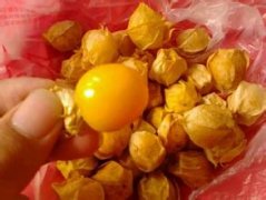 珍稀物种